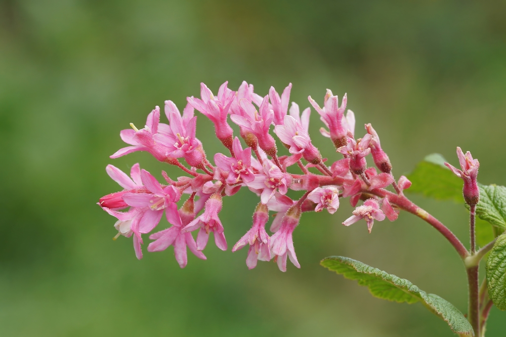 Natural colorful closeup of an early red-flowering currant flower, ribes sanguineum in the garden