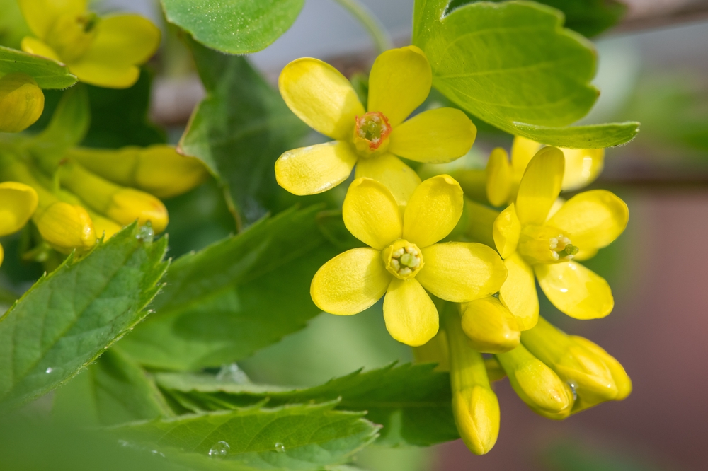 Close up of golden currant (ribes aureum) flowers in bloom