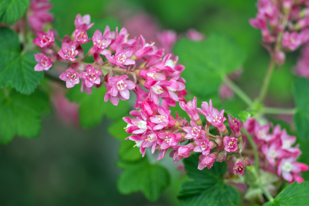 Flowering Currant, Ribes sanguineum, Closeup of flowers