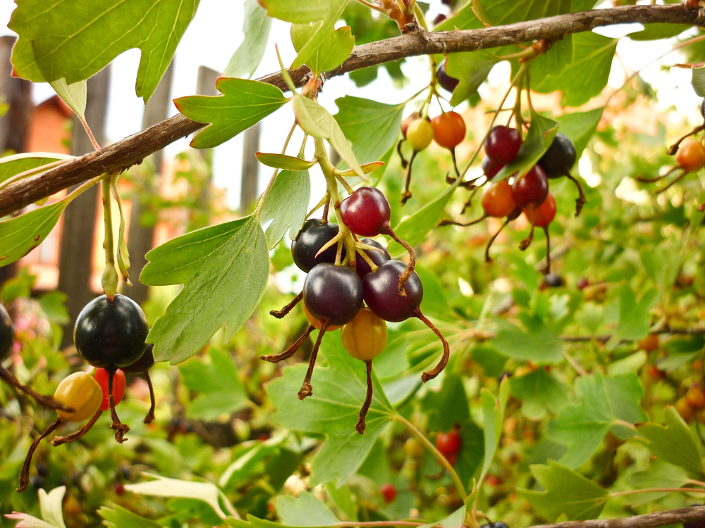 Ribes aureum, golden currant berries, summer macro photography