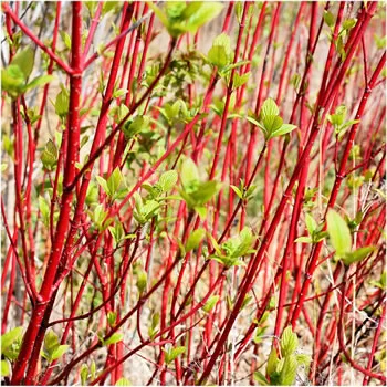 Cornus (Red Dogwood)
