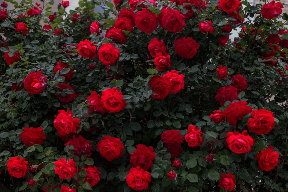 Beautiful fresh roses in nature. Natural background, large inflorescence of roses on a garden bush. A close-up of a bush of red roses on the alley of the city park