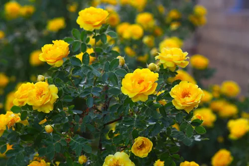yellow rose briar bush flowers nature background wallpaper