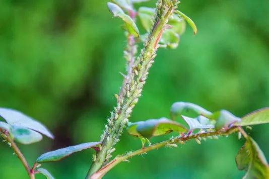 A lot of aphids sit on the stem of the rose and suck the juices out. Diseases and problems of roses.
