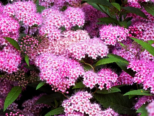 Bush of spirea or spiraea pattern with leaves on background. Blooming spirea billardii pink small flowers. Spirea shrub foliage pattern. Blossom purple flower Japanese bush growing in summer garden
