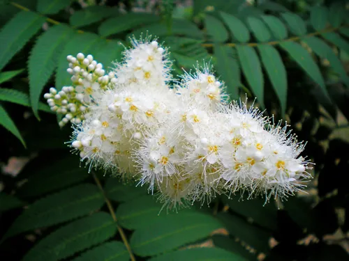 Branch of spirea or spiraea. Blooming spirea white small flowers & leaves background pattern. Spirea shrub foliage pattern. Bush of white flowers. Japanese growing flowers & leaves pattern in garden