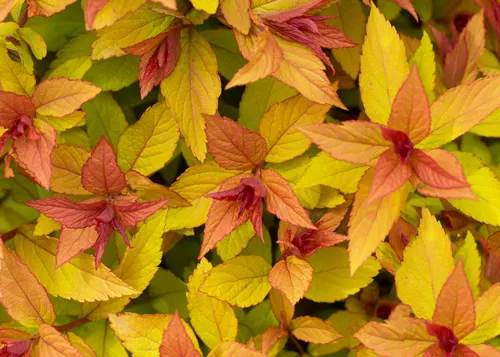 Yellow background of Spiraea Japonica close up top view