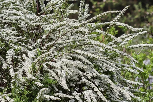 Thunberg Spirea, Spiraea Thunbergii, bush in blossom. Background of white flowers. Gardening concept