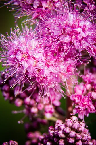 Rose spirea n the rose family native to western North America. Common names include hardhack, hardhack steeplebush, Douglas' spirea, douglasspirea, steeplebush, and rose spirea.