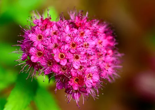 Blooming Japanese spira (Spirea japonica) in early fall.