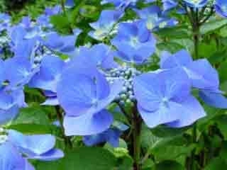 Hydrangea serrata Bluebird - A Lacecap variety