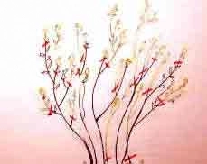 This is what the main framework will look like after pruning