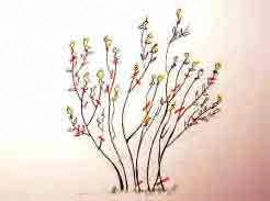 Diagram shows where the pruning cuts should be made on this Kerria