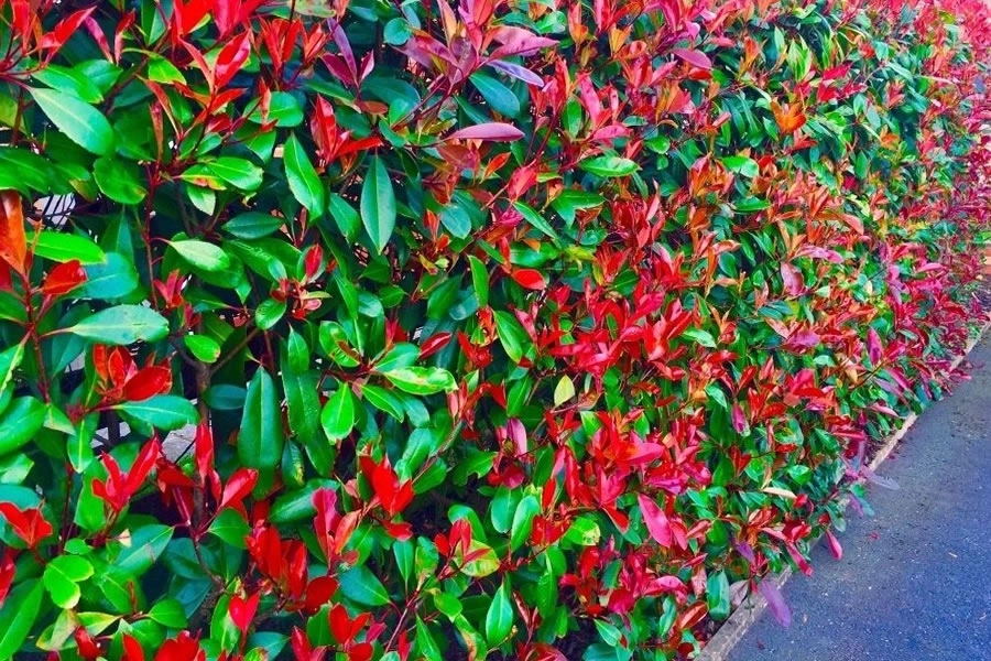 Photinia Red Robin Hedging