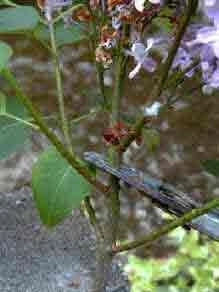 The right place to prune Lilacs after flowering