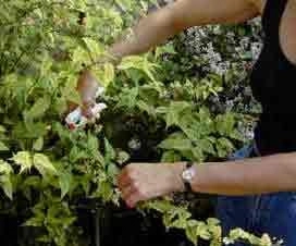 Kerrie respod well to cutting back hard right after flowering