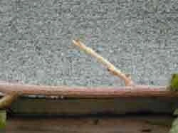 Pruned Spur of Wisteria