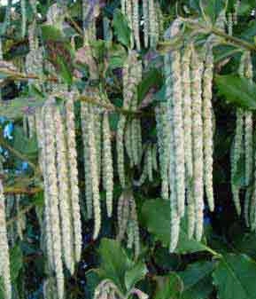Garrya elliptica - the Silk Tassel bush showing masses of drooping catkin tassels.