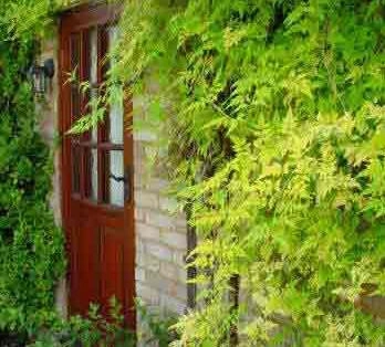 The golden form of Summer Jasmine