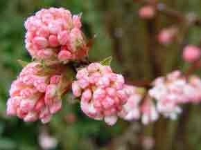 Viburnum x bodnantense Dawn Pink flowers