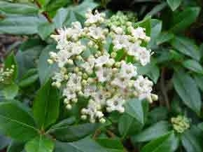 Viburnum tinus - French White