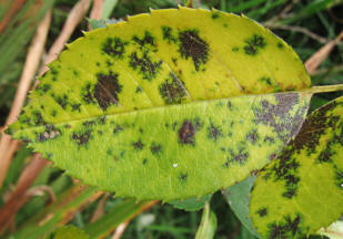 Blackspot onRose leaf showing typical signs of Black Spot, with the yellow areas around the infected parts.