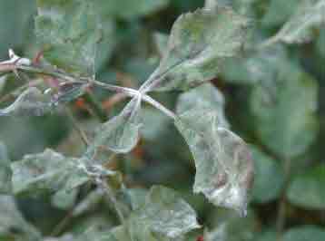 Severe case of mildew affecting the leaves of a rose bush
