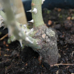 Rootstock clearly seen at near to ground level. Image also shows the 'normal' rose stems which emerge from the top of the stock