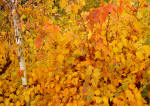 Stephanandra - Autumn color shrub