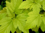 Physocarpos Darts Gold. Yellow foliaged shrub