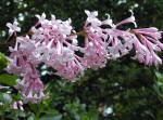 Syringa