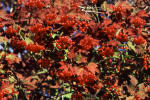 Viburnum opulus
