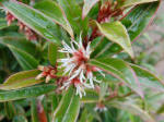 Sarcococca humilis