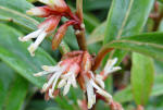Sarcococca - Sweet scented flowering shrub for winter