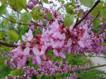 Cercis siliquastrum - Judas Tree - Red Bud