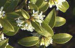 Osmanthus x burkwoodii