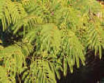 Albizia julabrassin foliage image