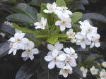 Choisya ternata - mexican orange blossom