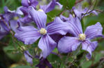 Clematis image