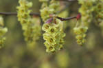 Corylopsis glabrescens