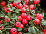 Cotoneaster Coral Beauty