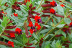 Cuphea - Cigar Flower