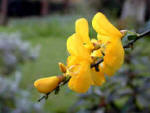 yellow Cytisus flowers
