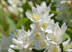 Deutzia