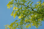 Gleditsia triacanthos Sunburst image