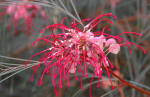 Grevillea johnsonii