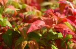 Nandina domestica Firepower