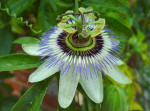 Passiflora - Passion Flower