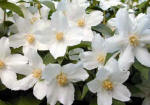 Philadelphus - Mock orange shrub