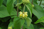 Phlomis - Yellow Shrub